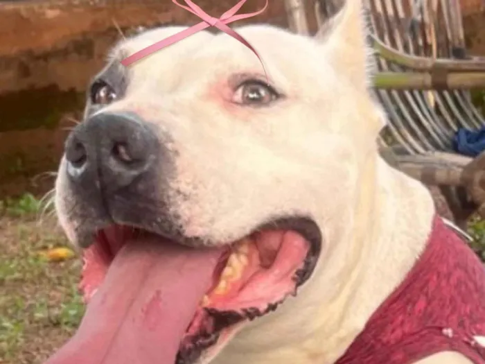 Cachorro raça Pit-Bull idade 3 anos nome Serena 