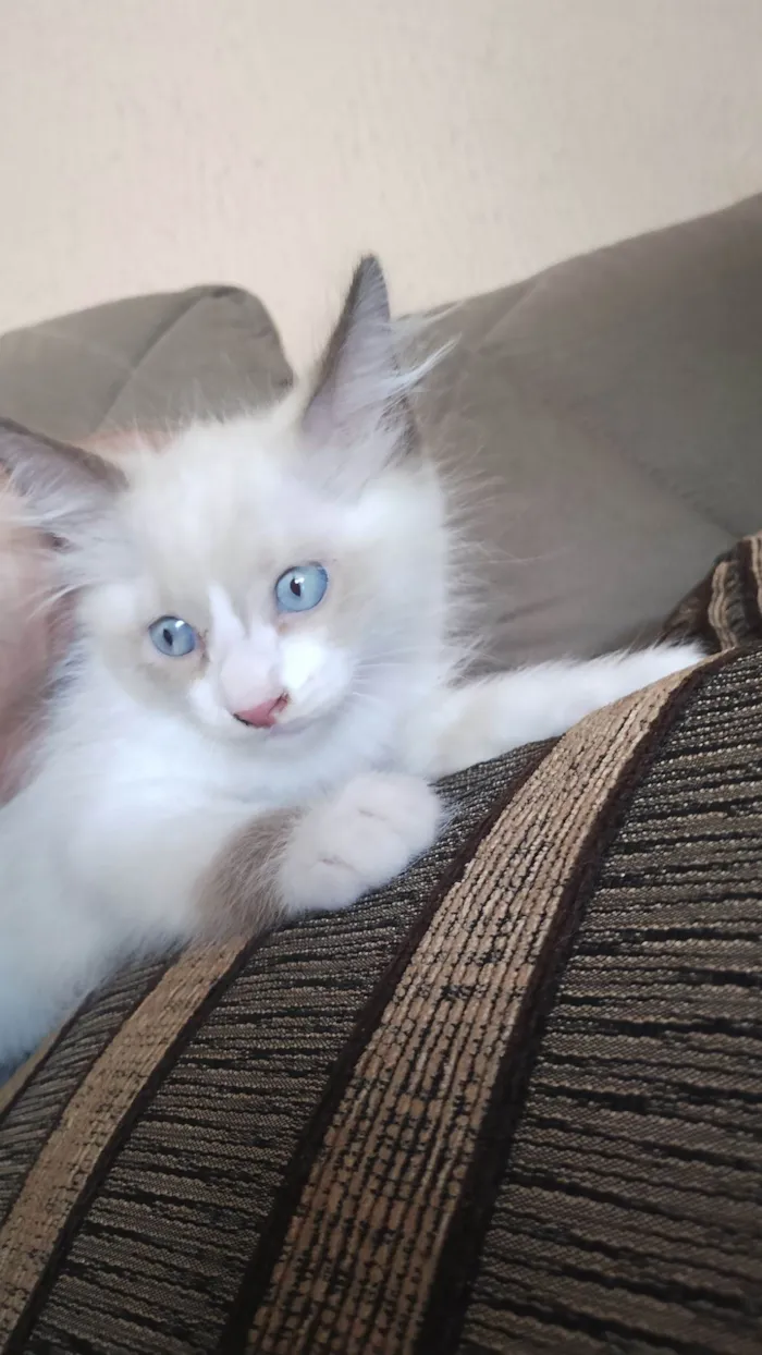 Gato raça SRD-ViraLata idade 2 a 6 meses nome Branco 