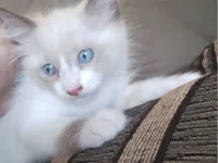Gato raça SRD-ViraLata idade 2 a 6 meses nome Branco 