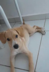 Cachorro raça SRD-ViraLata idade Abaixo de 2 meses nome Skye