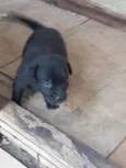 Cachorro raça SRD-ViraLata idade Abaixo de 2 meses nome Filhote fêmea 
