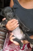 Cachorro raça SRD-ViraLata idade Abaixo de 2 meses nome Filhote fêmea 