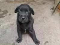 Cachorro raça SRD-ViraLata idade Abaixo de 2 meses nome Filhote fêmea 