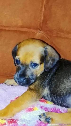 Cachorro raça SRD-ViraLata idade Abaixo de 2 meses nome Amora