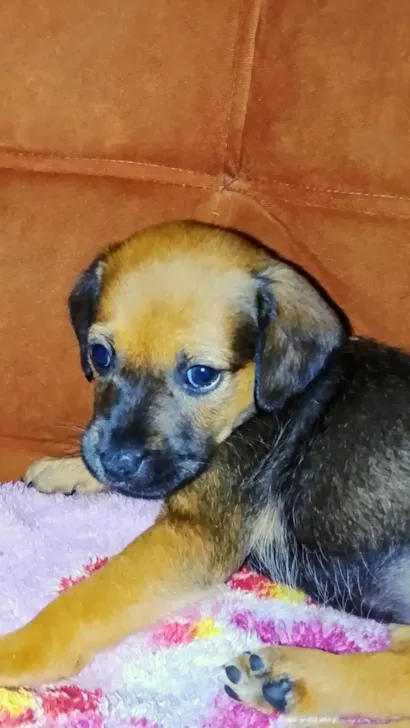 Cachorro raça SRD-ViraLata idade Abaixo de 2 meses nome Amora