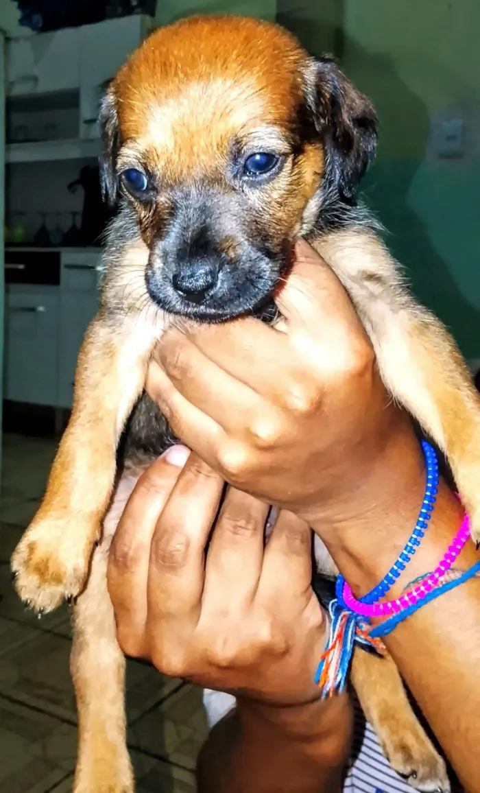 Cachorro raça SRD-ViraLata idade Abaixo de 2 meses nome Amora