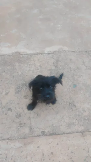 Cachorro raça SRD-ViraLata idade 2 a 6 meses nome Nataly Raianne Freitas De Campos