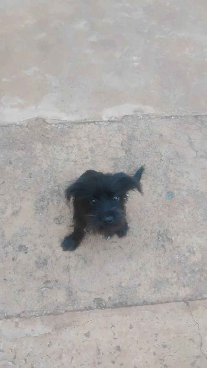 Cachorro raça SRD-ViraLata idade 2 a 6 meses nome Nataly Raianne Freitas De Campos