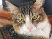 Gato raça SRD-ViraLata idade 5 anos nome LUKE