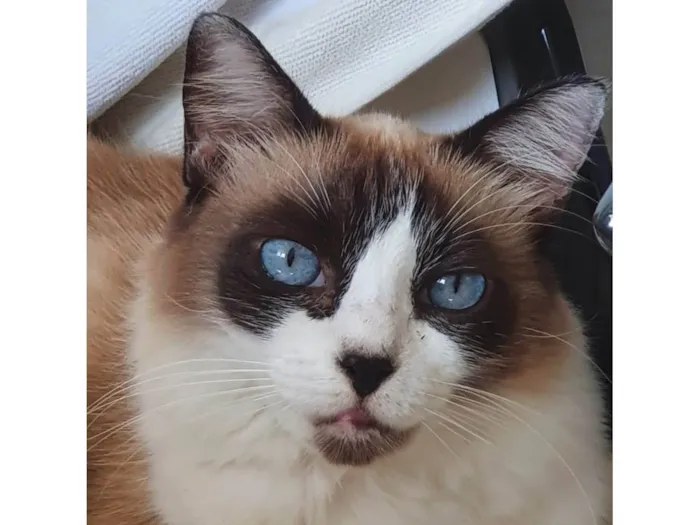 Gato raça SRD-ViraLata idade 6 ou mais anos nome VITÓRIA