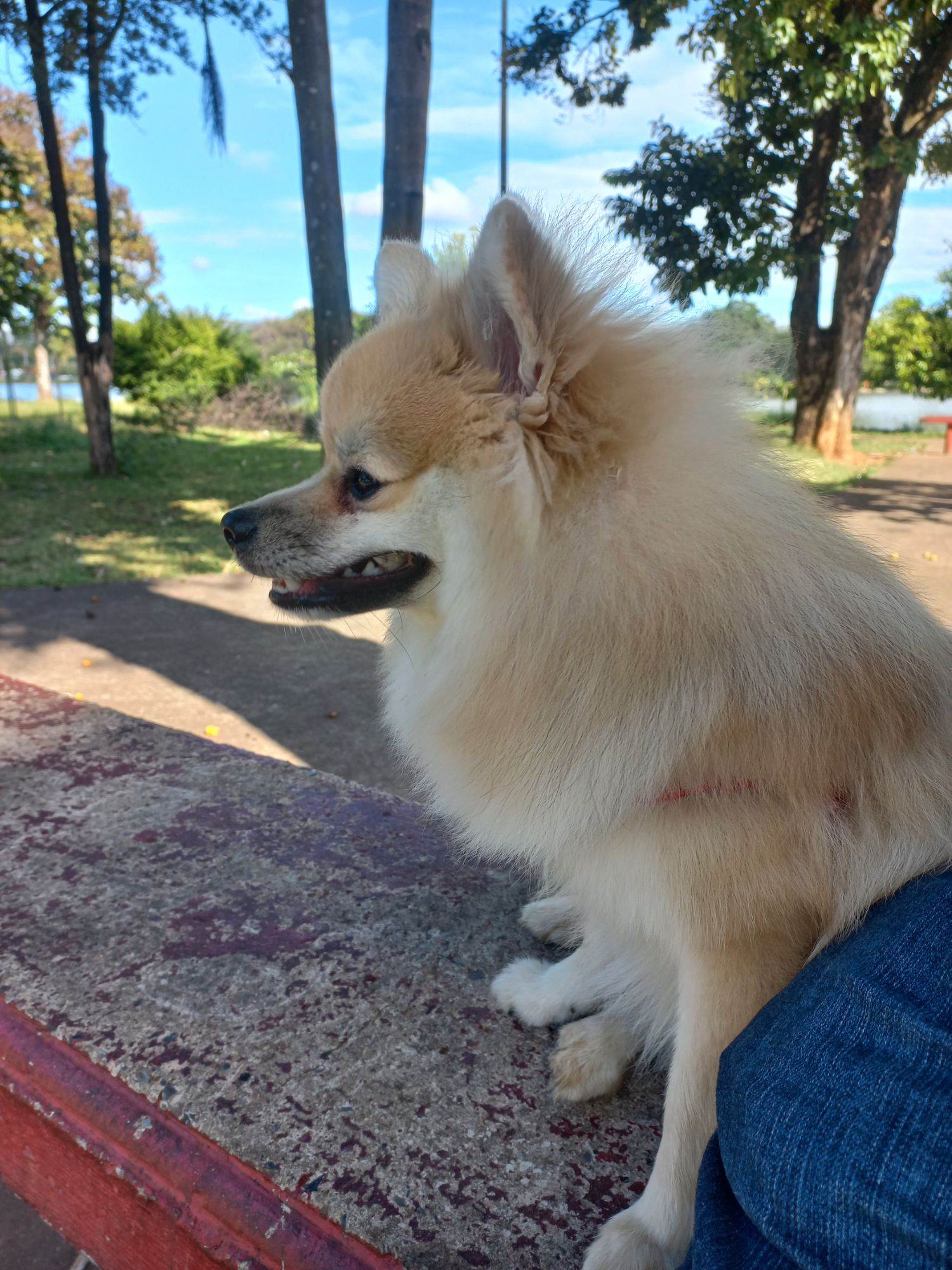 Cachorro raça Poodle idade 1 ano nome Chiquinho 