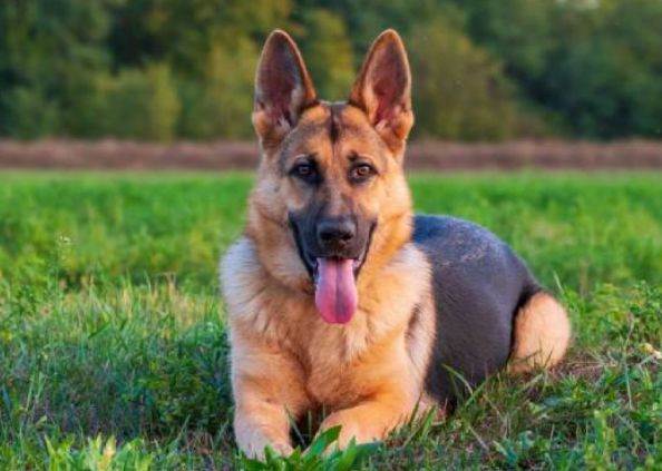 Cachorro raça Pastor Alemão idade 3 anos nome Barão