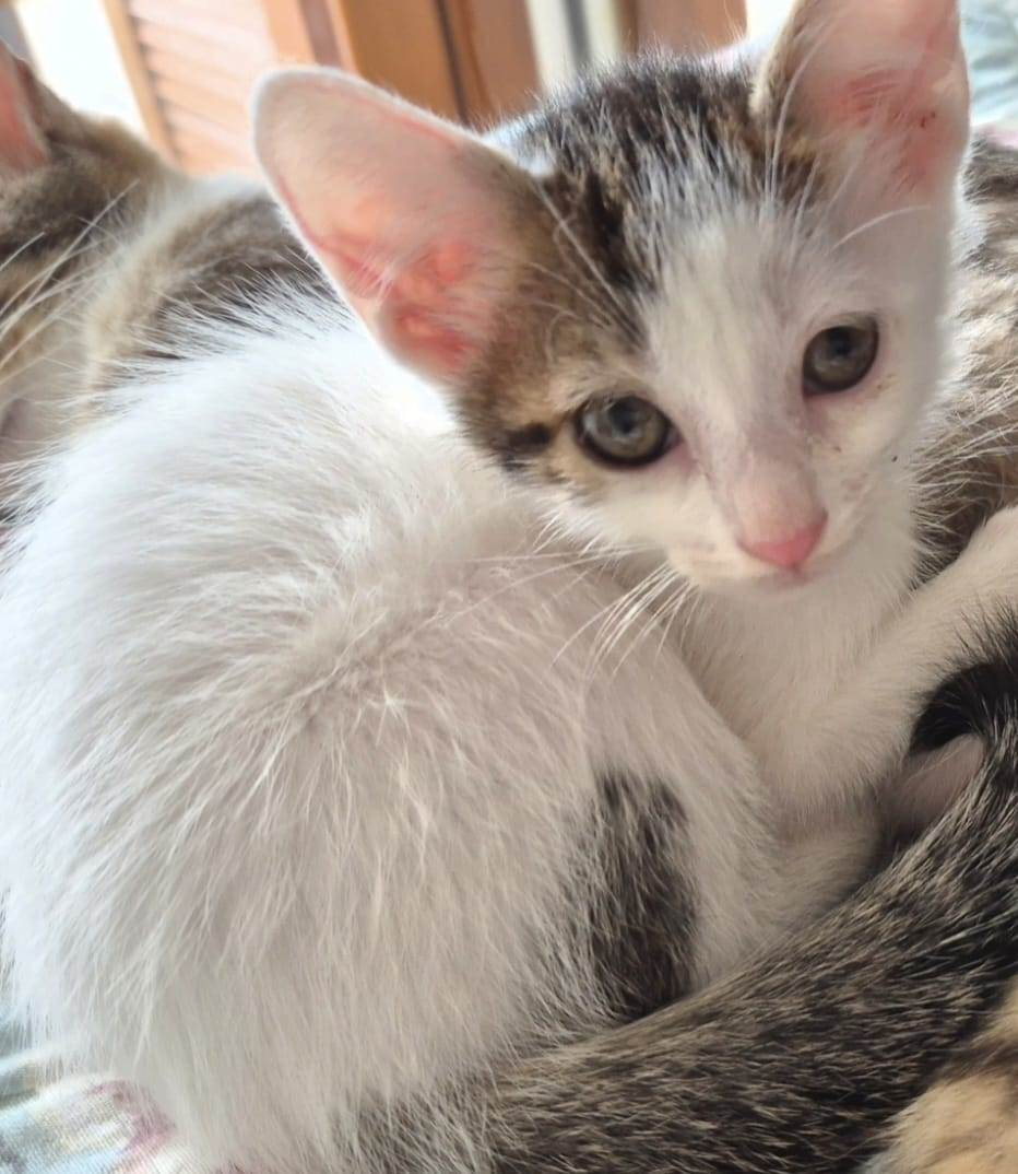 Gato raça SRD-ViraLata idade 2 a 6 meses nome Mingau