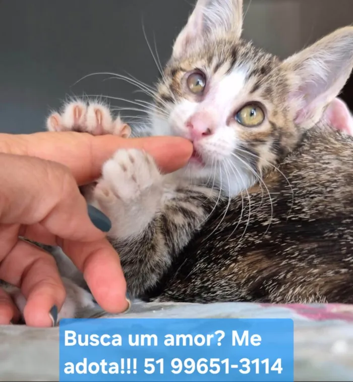 Gato raça SRD-ViraLata idade 2 a 6 meses nome Fred