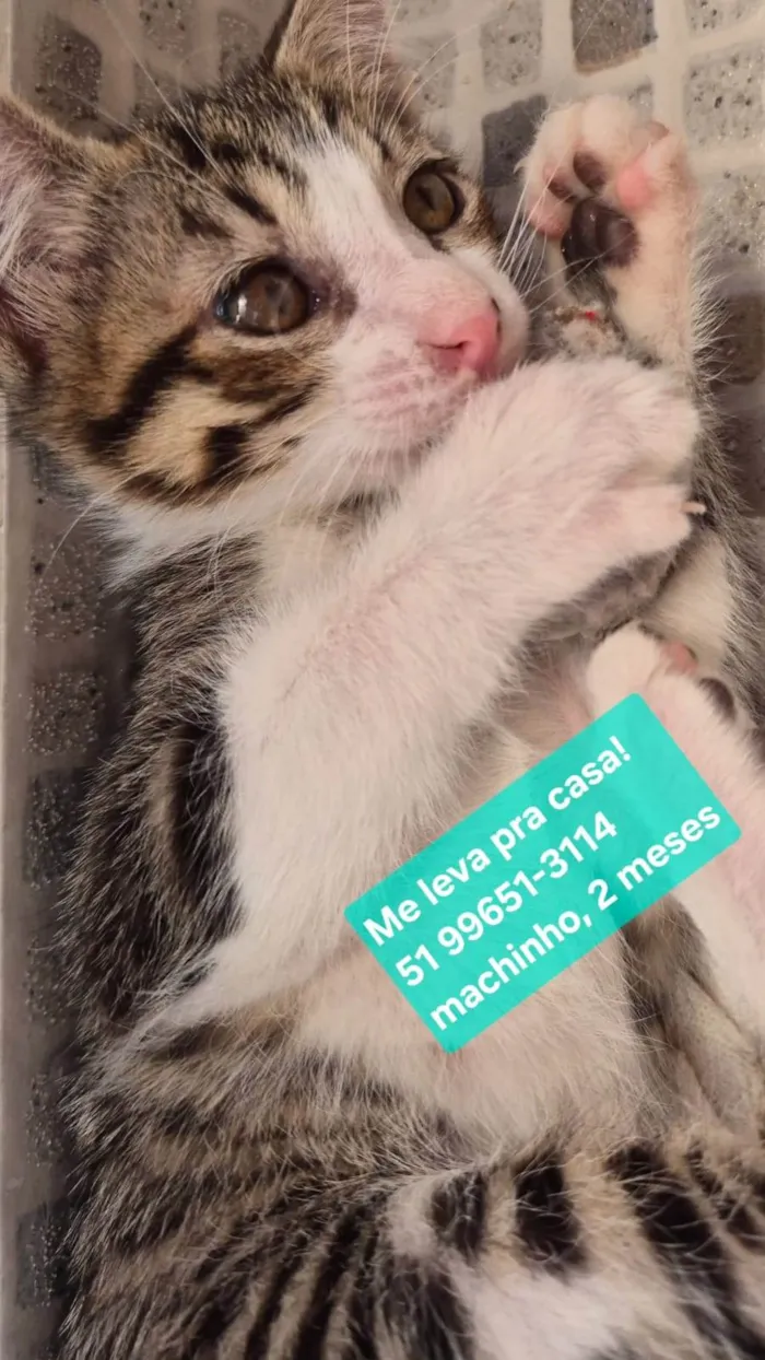 Gato raça SRD-ViraLata idade 2 a 6 meses nome Fred