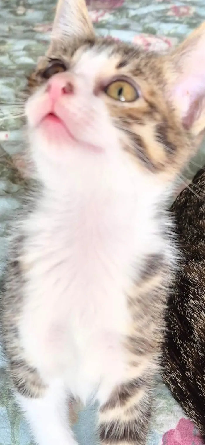 Gato raça SRD-ViraLata idade 2 a 6 meses nome Fred