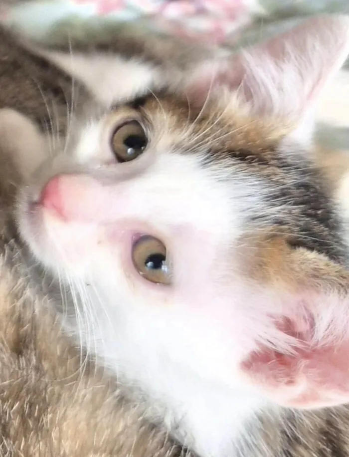 Gato raça SRD-ViraLata idade 2 a 6 meses nome Mingau