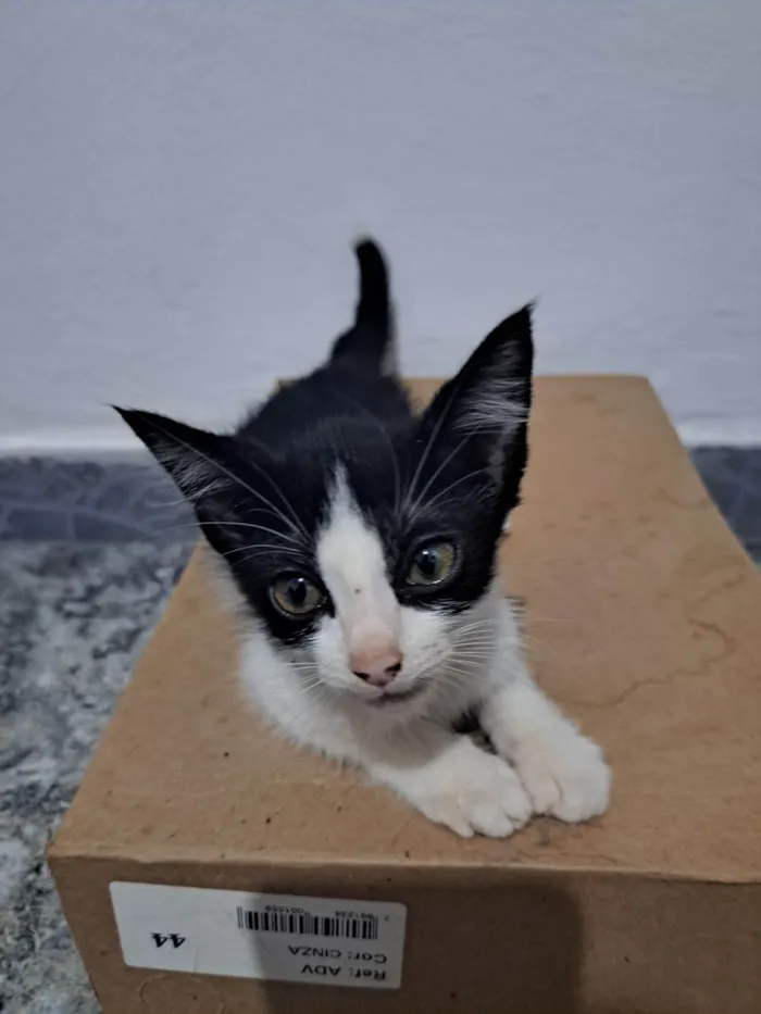 Gato raça SRD-ViraLata idade Abaixo de 2 meses nome Jeff