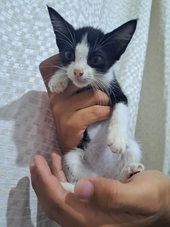 Gato raça SRD-ViraLata idade Abaixo de 2 meses nome Jeff