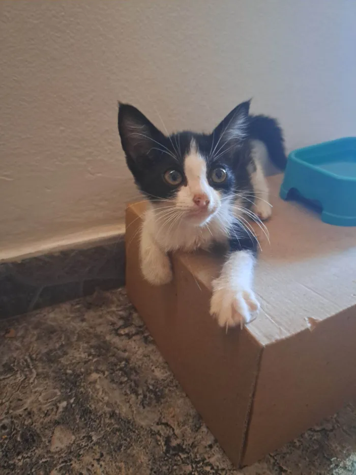 Gato raça SRD-ViraLata idade Abaixo de 2 meses nome Jeff