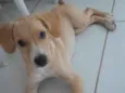 Cachorro raça SRD-ViraLata idade Abaixo de 2 meses nome Skye