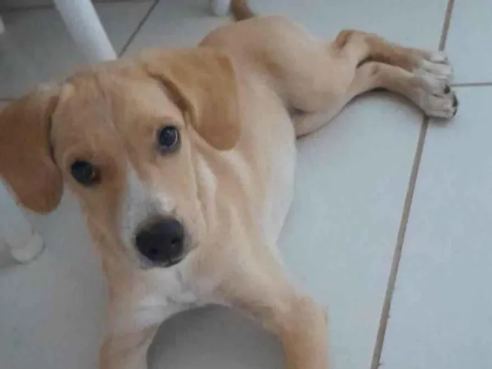 Cachorro raça SRD-ViraLata idade Abaixo de 2 meses nome Skye