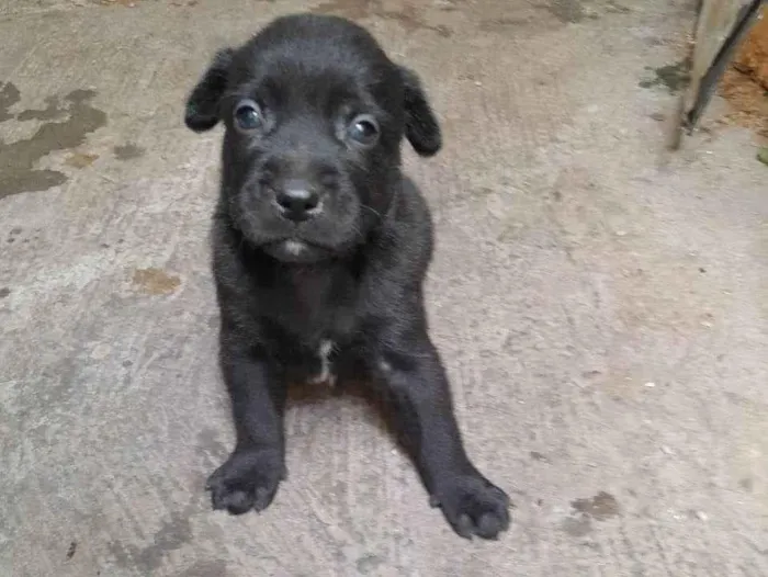 Cachorro raça SRD-ViraLata idade Abaixo de 2 meses nome Filhote fêmea 