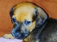 Cachorro raça SRD-ViraLata idade Abaixo de 2 meses nome Amora