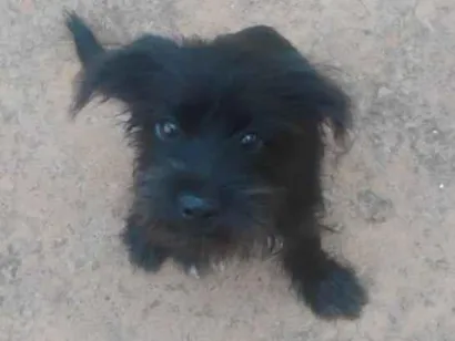 Cachorro raça SRD-ViraLata idade 2 a 6 meses nome Nataly Raianne Freitas De Campos