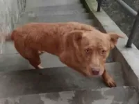 Cachorro raça SRD-ViraLata idade 3 anos nome Cloe