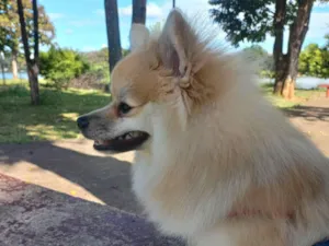 Cachorro raça Poodle idade 1 ano nome Chiquinho 
