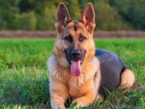 Cachorro raça Pastor Alemão idade 3 anos nome Barão