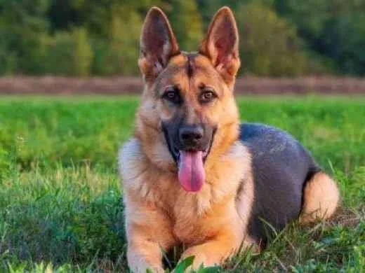 Cachorro raça Pastor Alemão idade 3 anos nome Barão