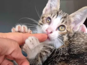 Gato raça SRD-ViraLata idade 2 a 6 meses nome Fred