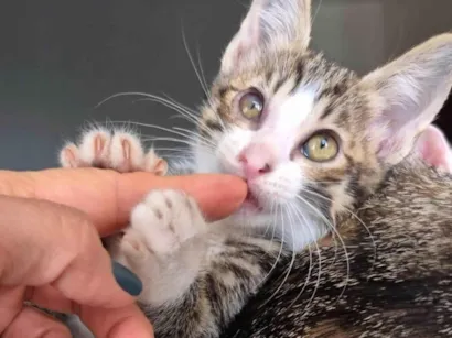 Gato raça SRD-ViraLata idade 2 a 6 meses nome Fred