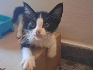 Gato raça SRD-ViraLata idade Abaixo de 2 meses nome Jeff