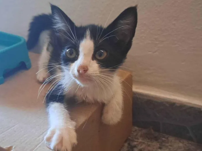 Gato raça SRD-ViraLata idade Abaixo de 2 meses nome Jeff