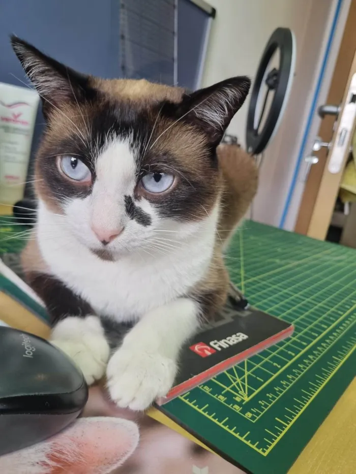 Gato raça SRD-ViraLata idade 5 anos nome Manu