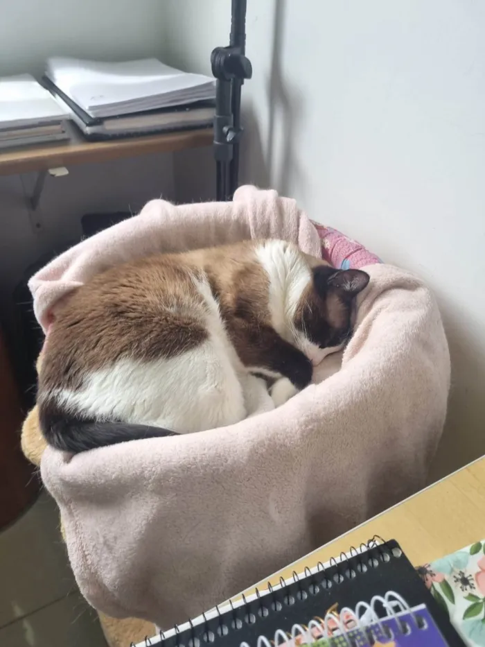 Gato raça SRD-ViraLata idade 5 anos nome Manu