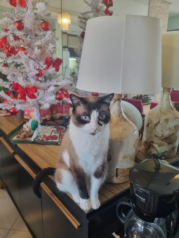 Gato raça SRD-ViraLata idade 5 anos nome Manu