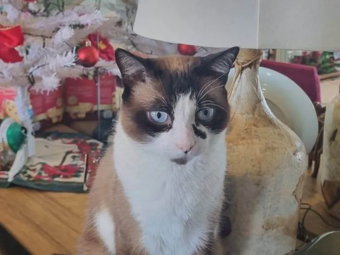 Gato raça SRD-ViraLata idade 5 anos nome Manu