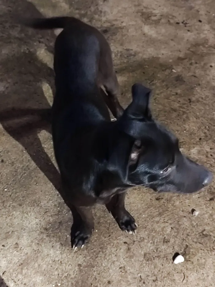 Cachorro raça SRD-ViraLata idade 7 a 11 meses nome Sem nome