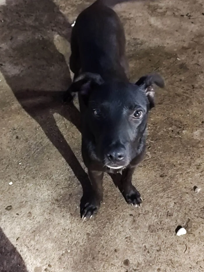 Cachorro raça SRD-ViraLata idade 7 a 11 meses nome Sem nome