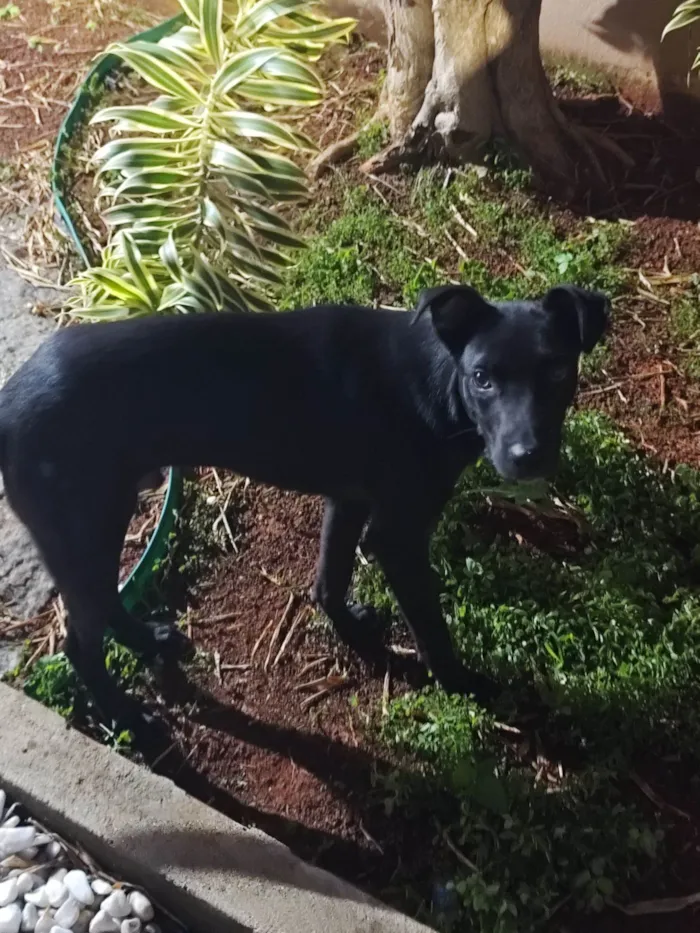 Cachorro raça SRD-ViraLata idade 7 a 11 meses nome Sem nome