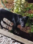 Cachorro raça SRD-ViraLata idade 7 a 11 meses nome Sem nome