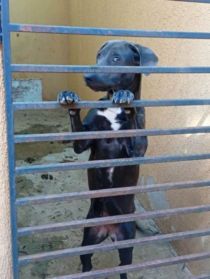 Cachorro raça SRD-ViraLata idade 7 a 11 meses nome Pipoca 