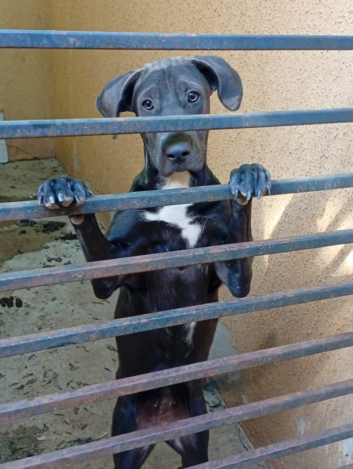 Cachorro raça SRD-ViraLata idade 7 a 11 meses nome Pipoca 
