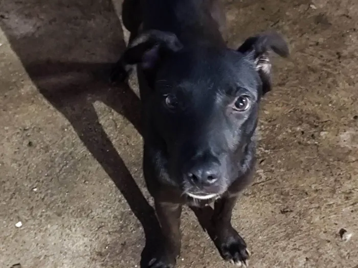 Cachorro raça SRD-ViraLata idade 7 a 11 meses nome Sem nome