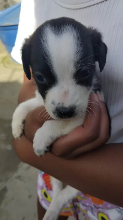 Cachorro raça SRD-ViraLata idade 2 a 6 meses nome Sem nome 