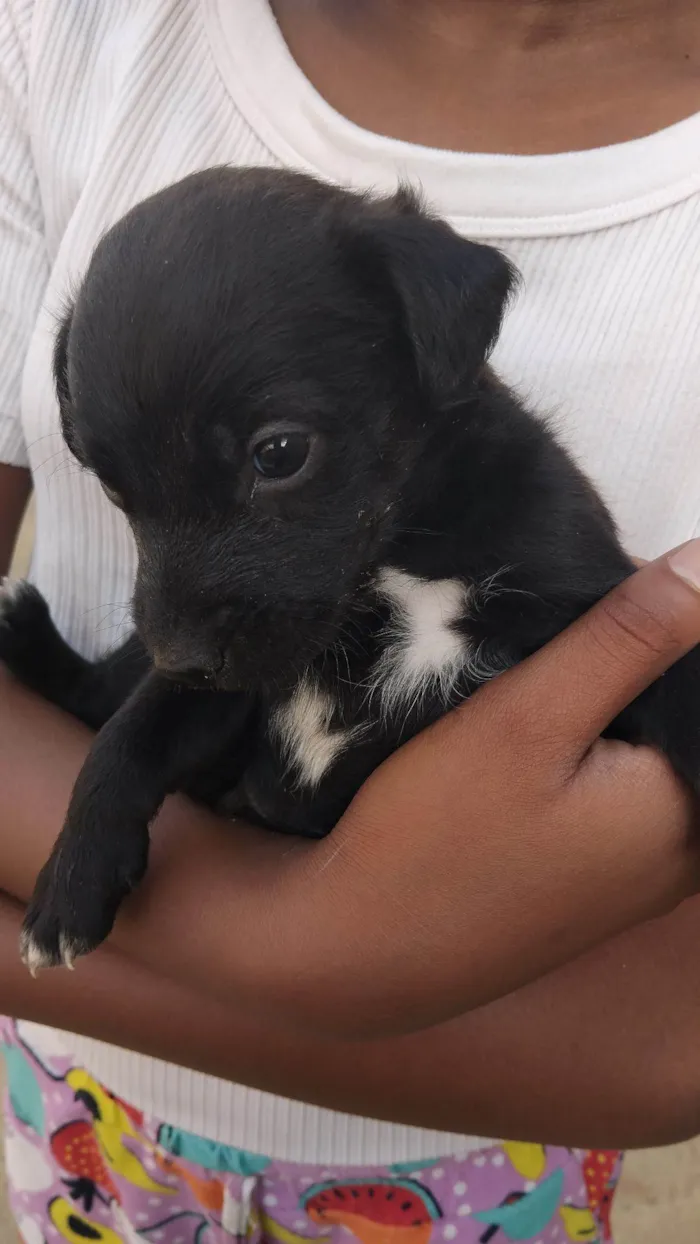 Cachorro raça SRD-ViraLata idade 2 a 6 meses nome Sem nome 
